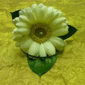 fwthumbP1020219.jpg